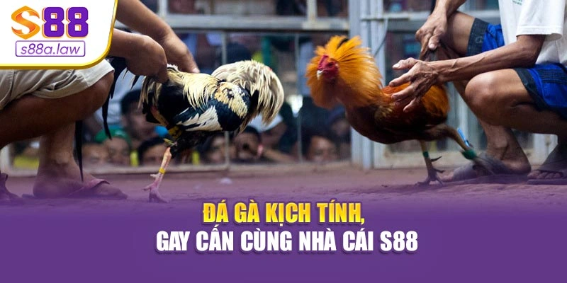 Đá gà kịch tính, gay cấn cùng nhà cái S88vip